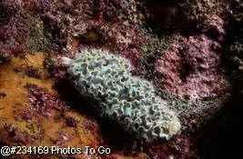 Colorful corals & seaslug